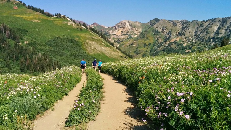 Four hikers surrounded by meadows and mountains on the Lake Mary Trail in Utah.