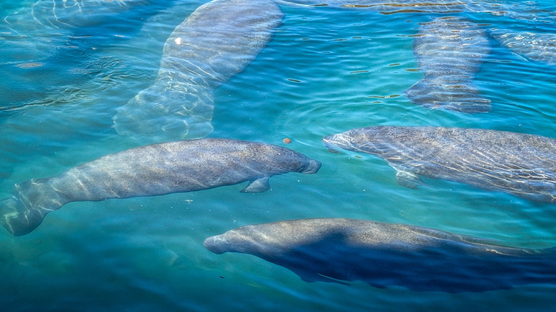 Manatees congregate in warm water during the winter.