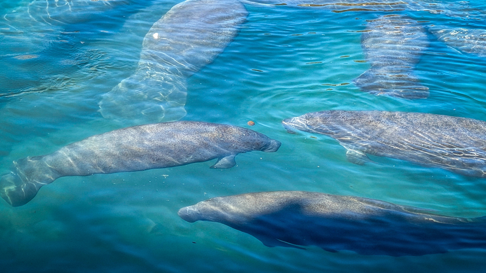 Forget The Everglades, This Free Attraction Near Tampa Is One Of The Best Places To See Manatees Close Up