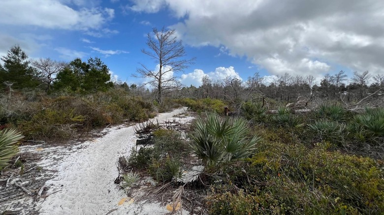 Sandy hiking trail in Seabranch Preserve State Park.