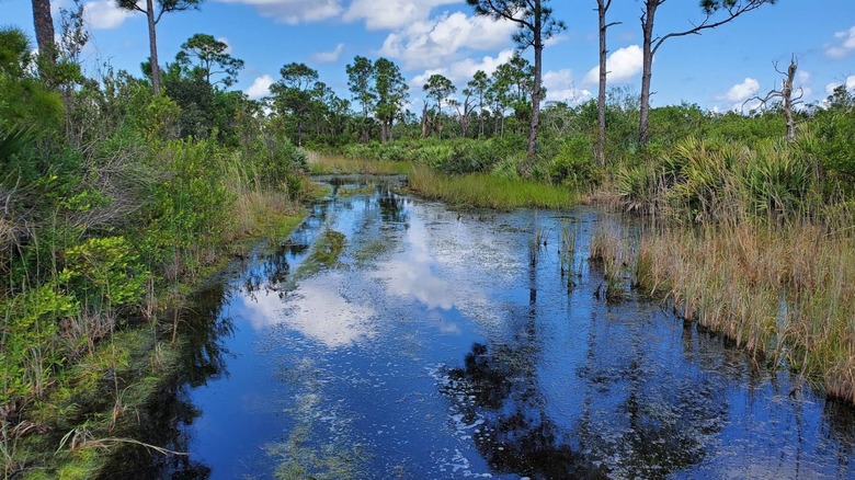 Overview photo of swamp wetlands at Seabranch Preserve State Park.