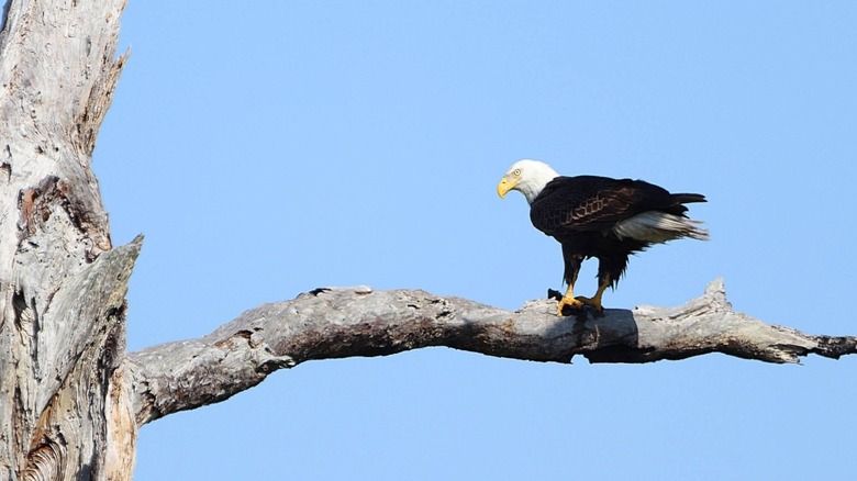 A bald eagle in Seabranch Preserve State Park.