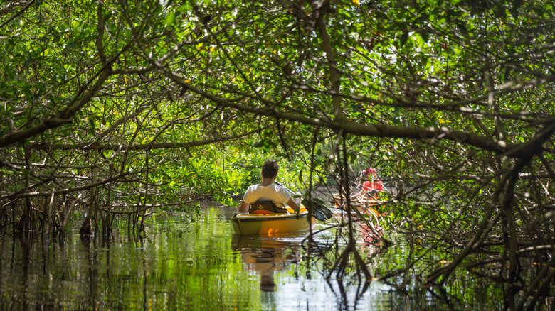 Kayaking through mangroves in Florida