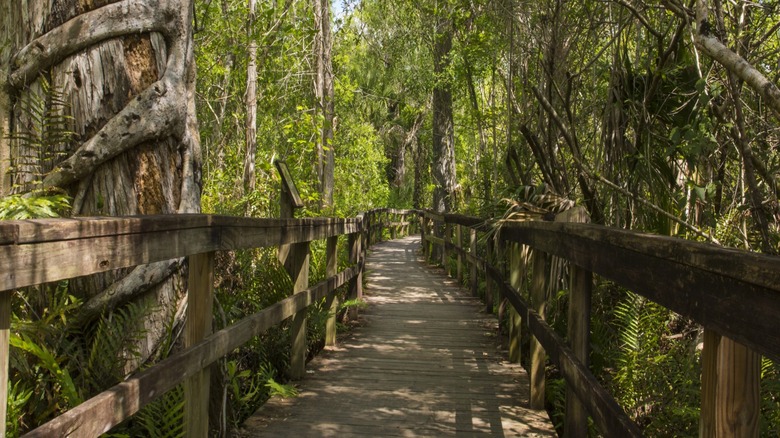 A wooded swamp trail at Fakahatchee Strand Preserve