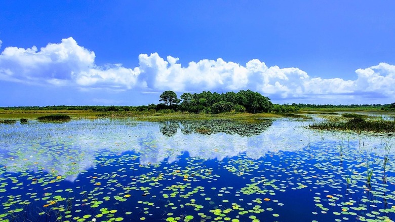 Landscape photo of Savannas Preserve State Park.
