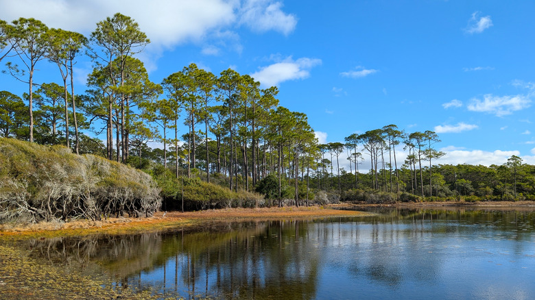 Pine forest and freshwater dune lake at Topsail Hill Preserve State Park