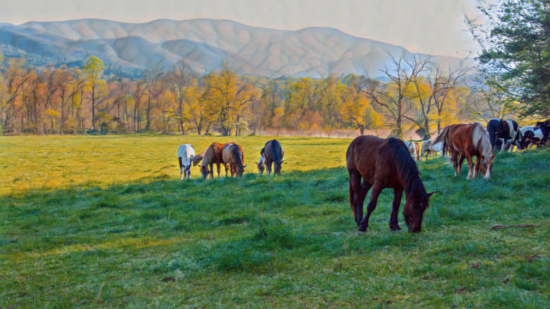 Wild horses in Cades Cove