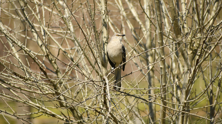 A bird in Seven Islands Ste Birding Park