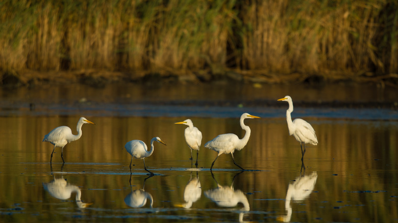 Close up of egrets in a pond in the New Jersey Marshlands.