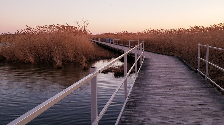 A boardwalk trail at Richard W. DeKorte Park in New Jersey