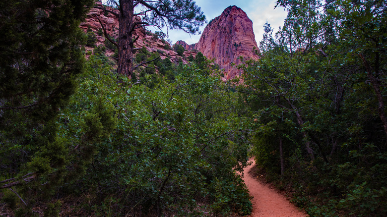 Taylor Creek Trail winding through brush in the Kolob Canyon of Zion National Park