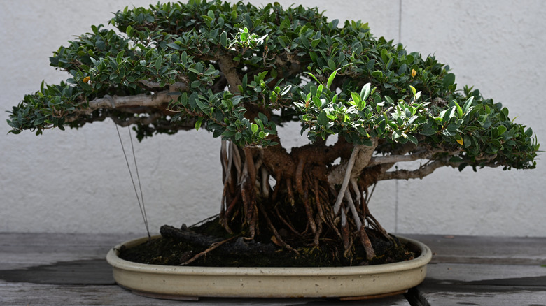 A close-up of a small tree exhibited at the Bonsai and Penjing Museum, Washington, D.C.