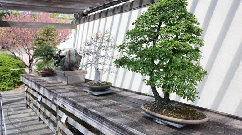 Tiny trees are exhibited in a sunny room at The Bonsai and Penjing Museum in Washington, D.C.