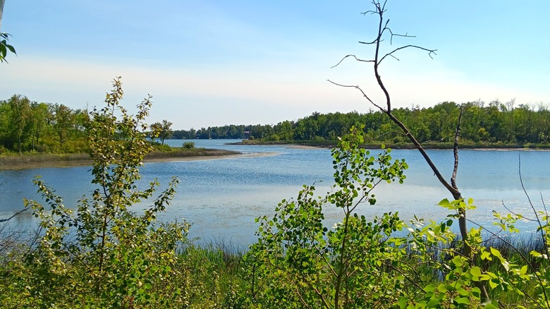 The blue waters of Lake Metigoshe on a summer day with vegetation in the foreground and a tree-lined shore in the distance