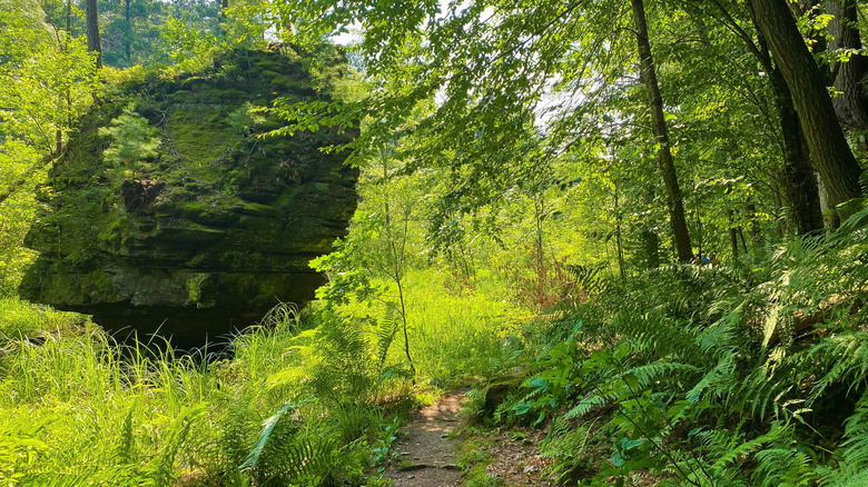 A trail leading through the trees past a large rock at Rocky Arbor State Park, Wisconsin