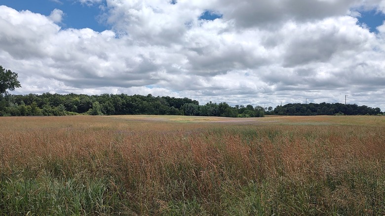 Prairie grass leading into a wooded tree line at Burlington Prairie Forest Preserve in Illinois.