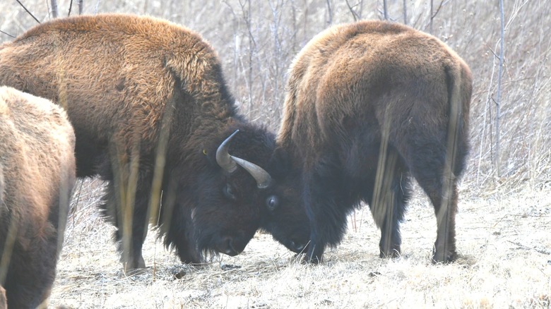 Two bison touch foreheads on a snowy prairie