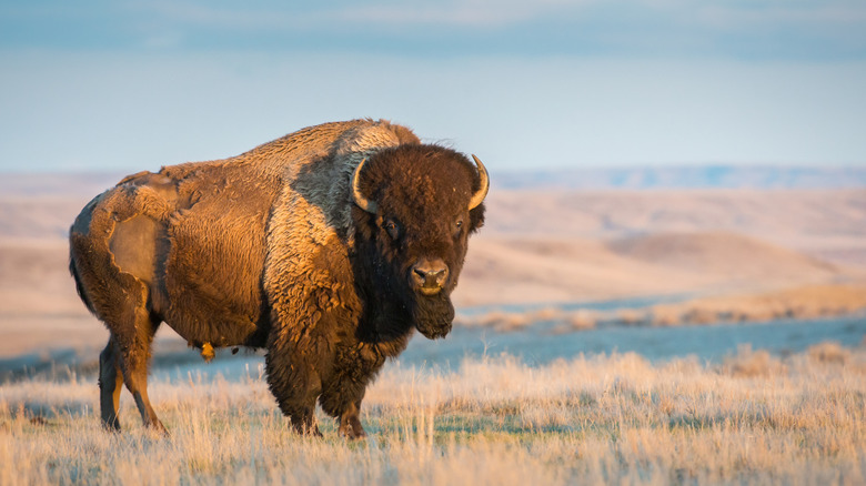 A solitary bison bull looks back at the camera