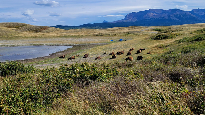 Bison grazing at Bison Paddock at Waterton Lakes National Park, Canada