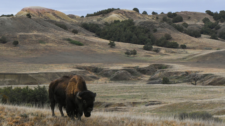 A bull bison walking the hills of Badlands National Park, S.D.
