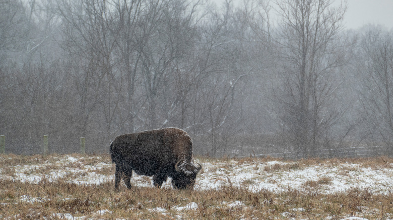 Bison feeding in the snow at Battelle Darby Creek Metro Park near Columbus, Ohio