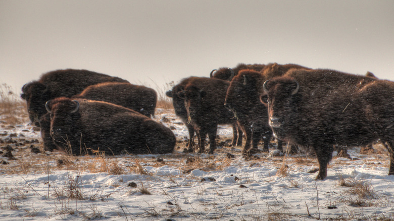 Bison standing in the snow in Blue Mounds State, a small state park in southwestern Minnesota