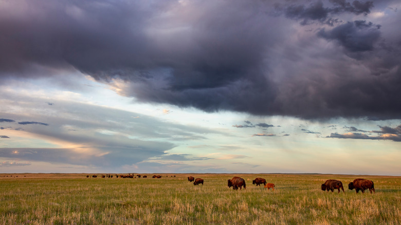 Bison herd with calves at sunrise at Fort Niobrara National Wildlife Refuge in Valentine, Nebraska, USA