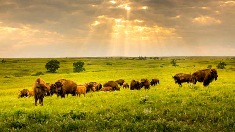 American Bison wander under streams of sunlight at the Maxwell Wildlife Refuge, Kansas