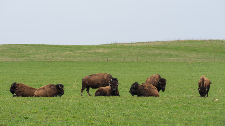 Wild bison play fighting on the prairie, Nachusa Grasslands, Illinois, USA