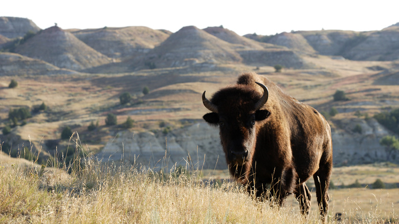A bison grazing in the badlands of Theodore Roosevelt National Park, North Dakota