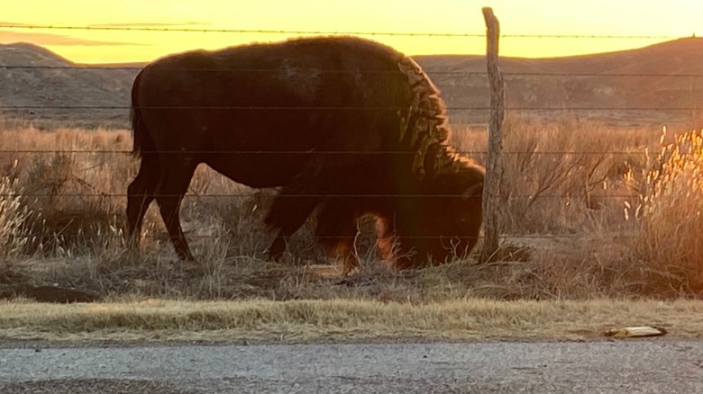 A grazing buffalo in Kansas' Big Basin Preserve