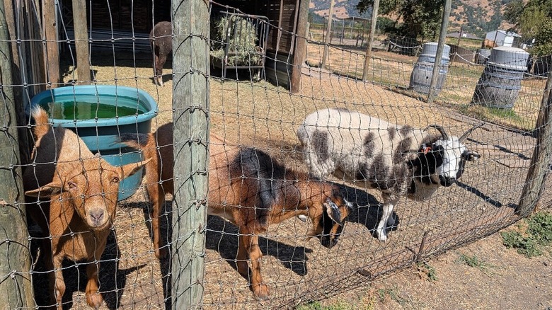 Goats behind a metal wire fence at Old Faithful Geyser of California