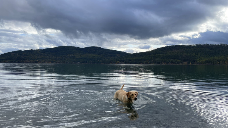 A dog frolics at Les Mason State Park in Whitefish, Montana