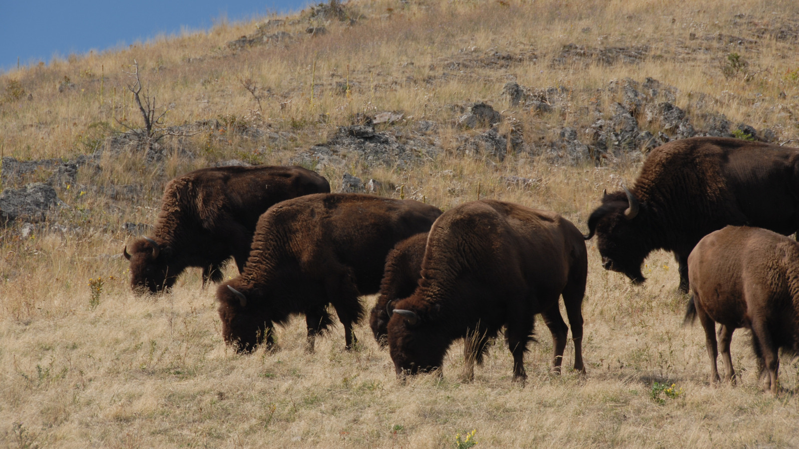 Forget Yellowstone, Visit Montana's Second-Largest Reservation Where You Can See Bison Roam Wild