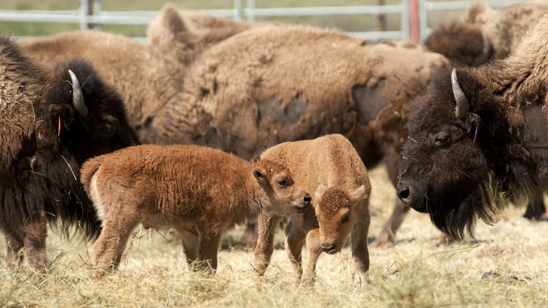 A close-up of a bison herd with calves and adult bison
