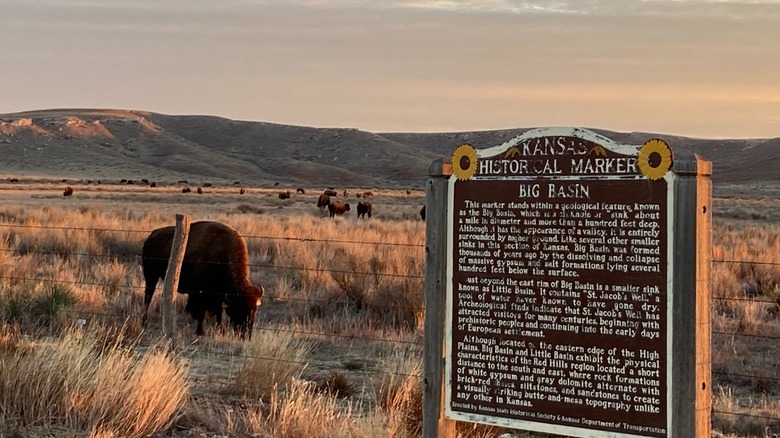 Bison on the prairie beside a historical marker at Kansas' Big Basin Preserve