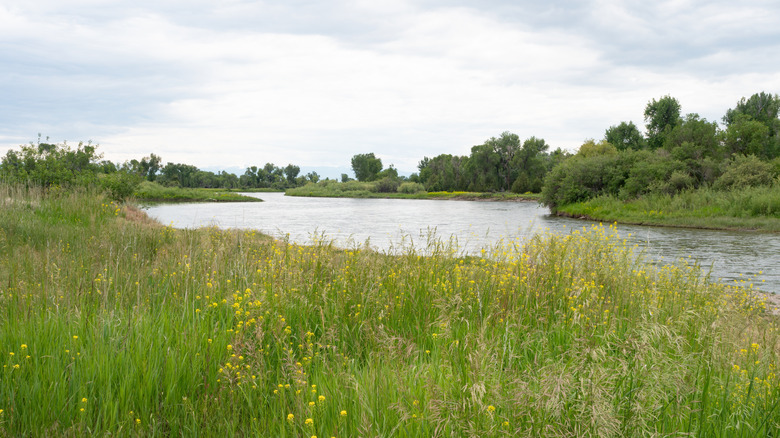 A view of tall green grasses and the meandering river in Missouri Headwaters State Park, Montana