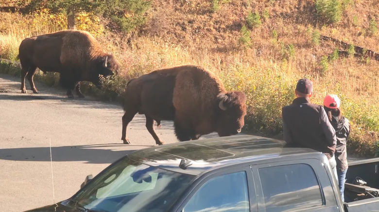 Bison walking by a car in White Horse Hill National Game Preserve during the day