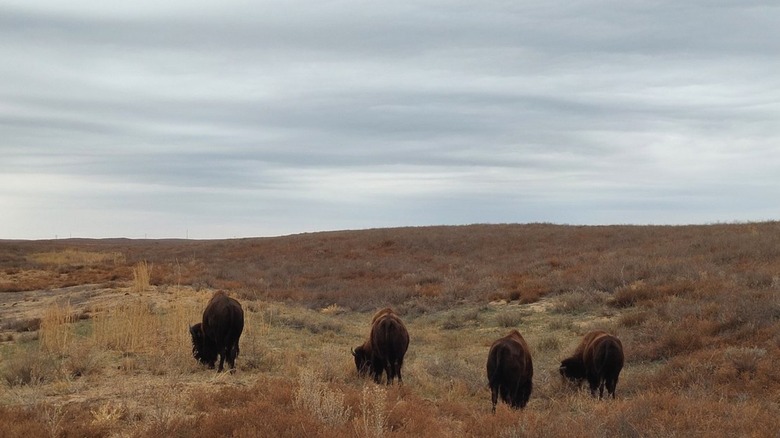 Sandsage Bison Range Wildlife Area in Kansas