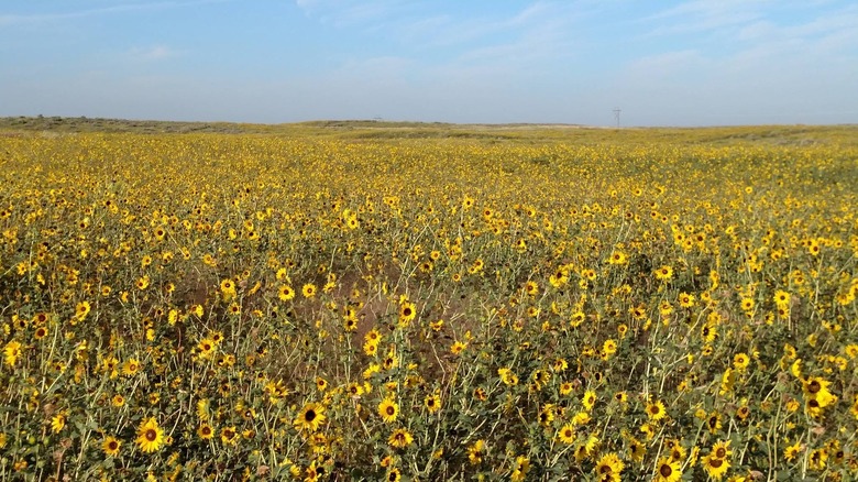 Sunflowers at Sandsage Bison Range Wildlife Area