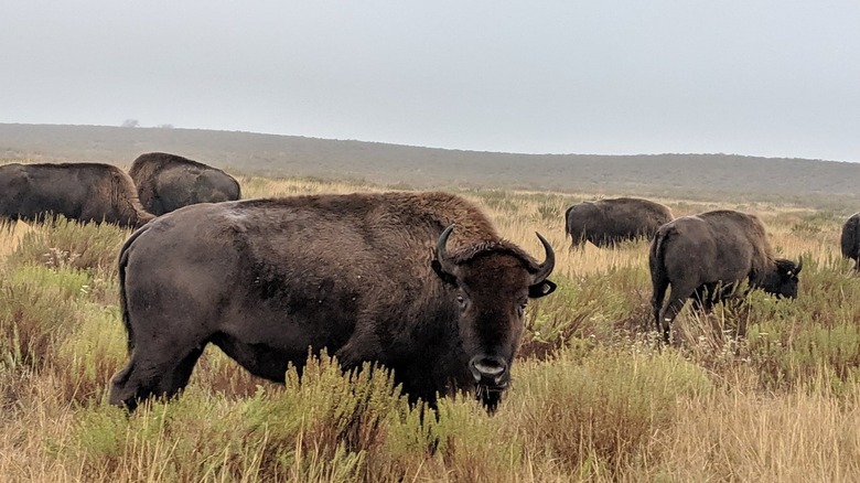 Sandsage Bison Range Wildlife Area in Kansas