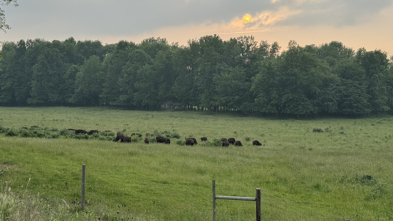 Sunset and grazing bison herd at LC Nature Park in Indiana