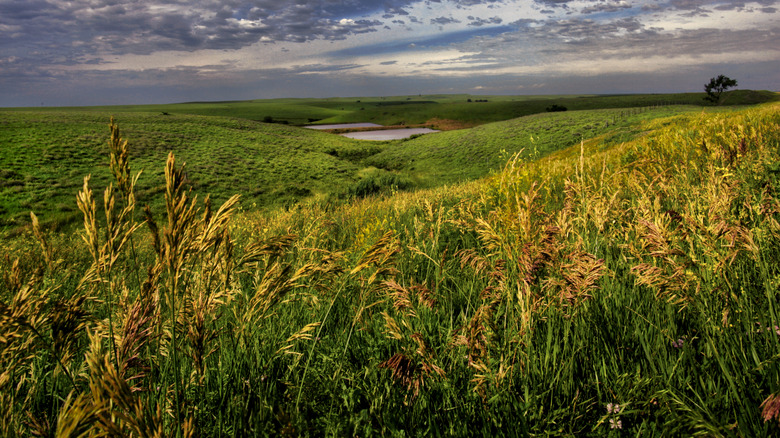 A field of grassland over rolling hills, with sky and clouds above