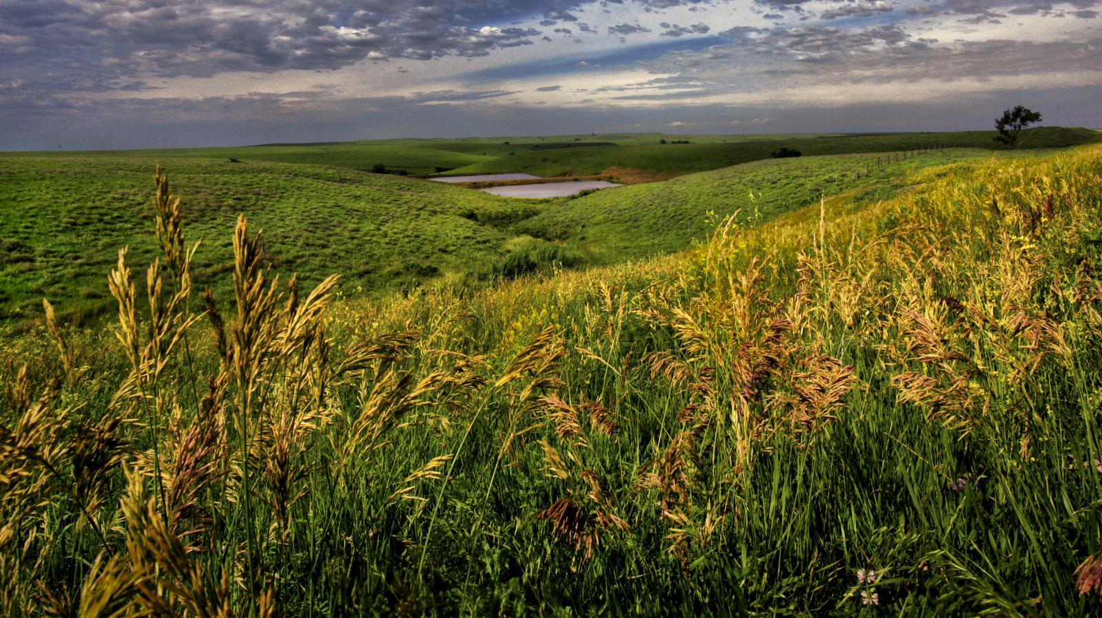Forget Yellowstone, Visit This Midwest Preserve Where Bison Roam Wild Amid Fishing Spots And Scenic Trails