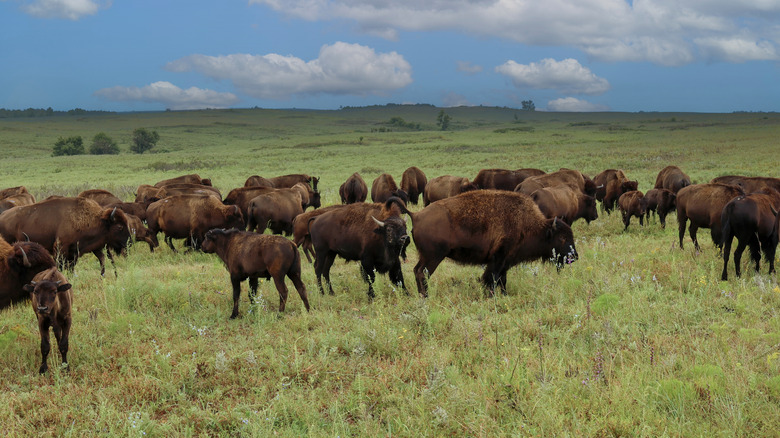 A bison herd in a green-grass field, with blue sky and clouds