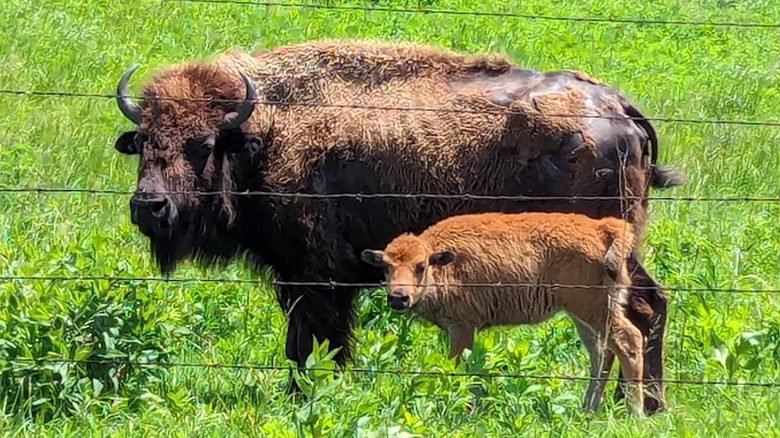 A side view of an adult bison with a baby bison standing in front of it behind a barbed wire fence.