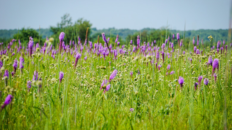 A field of vibrant purple wildflowers in Prairie State Park, Missouri.