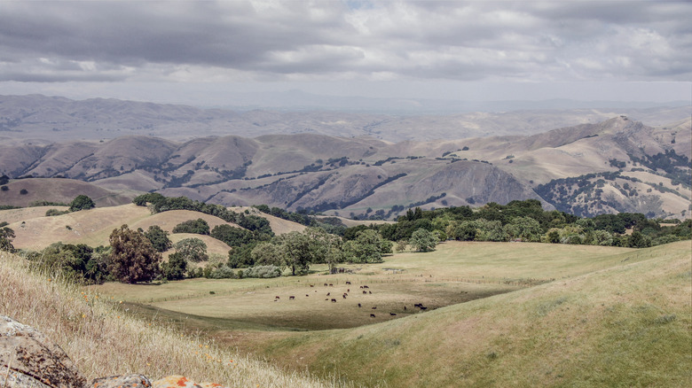 Sunol Regional Wilderness. Alameda County, California, USA