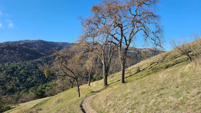 Flag Hill trail, Sunol Regional Wilderness, California