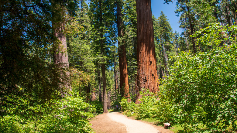 Huge trees crowd a hiking path in Calaveras Big Trees State Park
